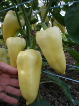 SEMO s.r.o - picture