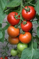 SEMO s.r.o - picture